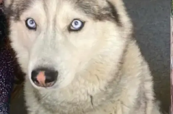 Собаки потеряшки, , фото: Потеряшка собака Тамерлан на Москворецкой улице, Москва (20 т. вознаграждение)