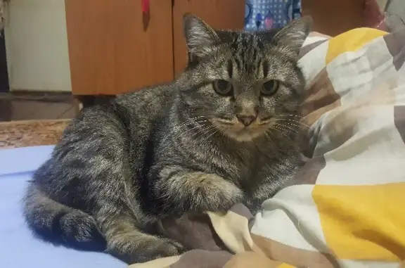 Кошки потеряшки, Казань, фото: Потеряшка кот на Коломенской 26, Казань