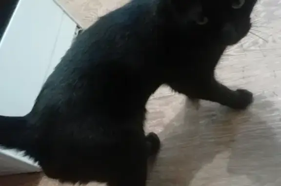 Пропала кошка Тиг на Югорской, 5 в Ханты-Мансийске