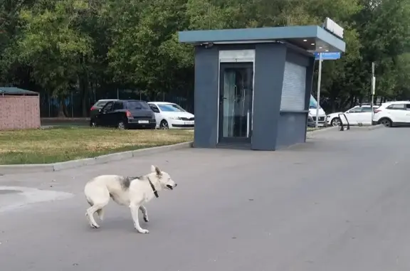 Найдена собака на Зеленоградской, 35 к1 с2, Москва