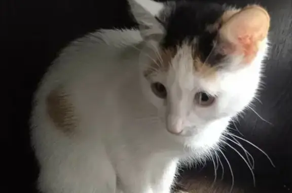 Пугливая кошка найдена в Набережных Челнах