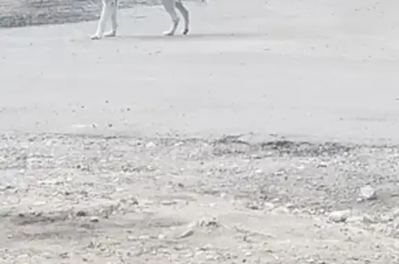 Собака с ошейником найдена на базе в Щаповском поселении