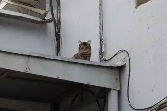 Кошка на балконе: Мещерский бульвар, 5