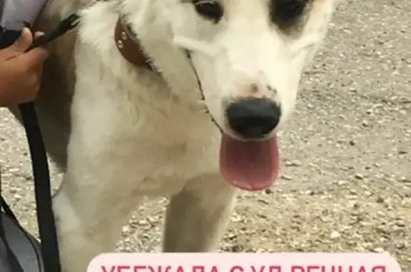 Пропала собака Альфа на улице Станиславского, 53