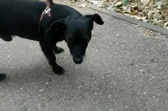Собака найдена на Ленской улице в Казани