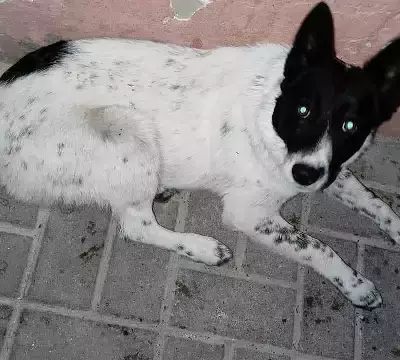 Найдена собака на ул. Николая Чумичова, 70 в Белгороде
