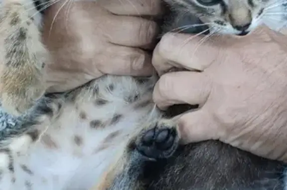 Найдены 2 котят и кошка-мама на дачах в Ожигово, Москва