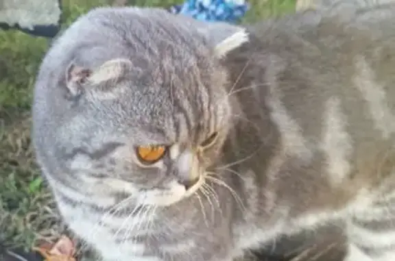 Найден вислоухий кот серого окраса в д. Кияуково, ищем хозяев
