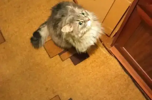 Найдена кошка, Москва, фото: Кошка найдена на Мичуринском проспекте, Москва