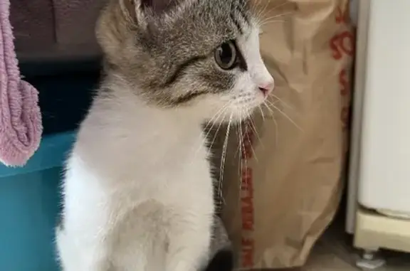 Найдена кошка, Москва, фото: Найден котенок на Воронежской, 56, Москва