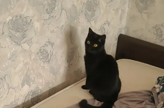 Кошки потеряшки, Новосибирск, фото: Потеряшка кошка на Гребенщикова, 17, Новосибирск