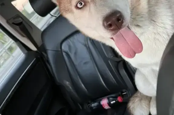 Пропала собака Хаска Лейла на Мочищенском шоссе