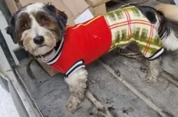 Найдена собака на Дмитровском шоссе в Ларёво