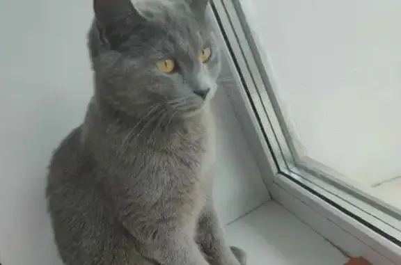 Пропала кошка на улице Речников, 1А, Усть-Кут
