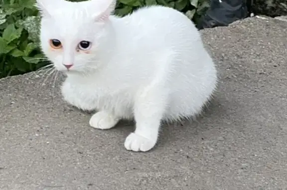 Пропала белая кошка Луна на улице Зайончковского, 9