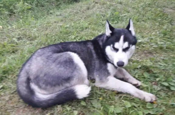 Пропала собака Хаски по адресу в Вологодской области