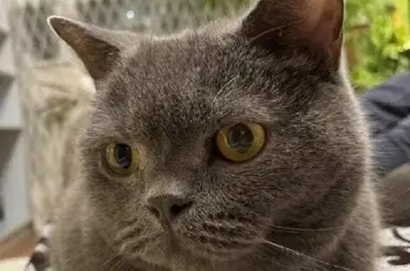 Потерянные животные Москва, фото: Пропал кот Питер, ул. Плещеева 30, Москва