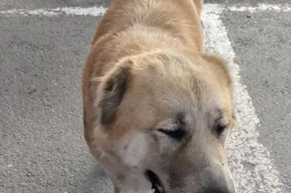 Собака найдена возле Метро Черлакский тракт, 5 в Омске.