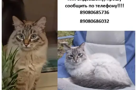 Пропала кошка на Набережной 7А, Западный, Кременкульское сельское поселение
