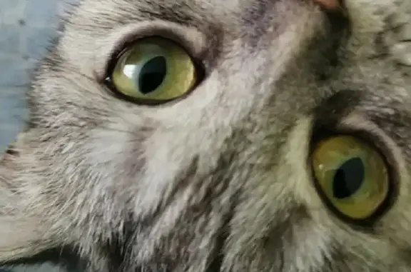 Кошки потеряшки, Брянск, фото: Потеряшка кошка на Институтской, ул. 144, Брянск