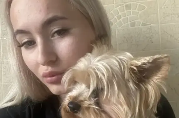 Собаки потеряшки, Калининград, фото: Потеряшка Йоркширский терьер Ричи на ул. Полковника Ефремова, Калининград