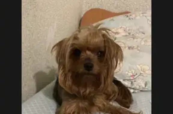 Пропала собака Йорк Боня на Кубанской, 63 в Геленджике