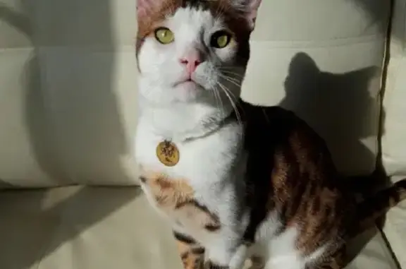 Кошки потеряшки, Лосево, фото: Потеряшка кошка Метис на Почтовой улице, Лосево