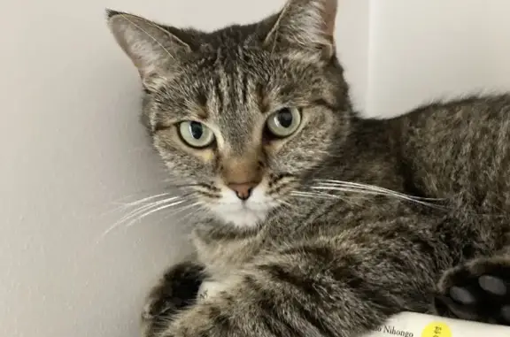 Кошки потеряшки, Южно-Кубанское, фото: Потеряшка серая кошка на Абрикосовой, 242