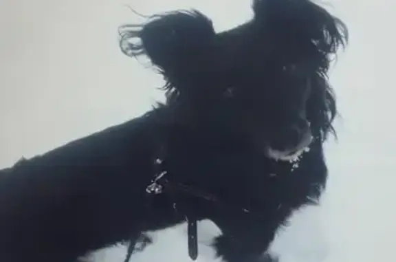 Собаки потеряшки, Москва, фото: Потеряшка собака Пушик на Москворецкой улице, Москва