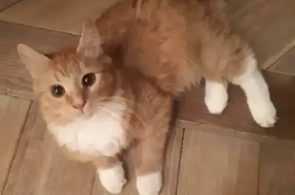 Пропала кошка Марсик в Московской области