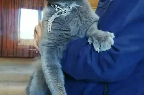 Найден кот в Богучарово, возможно британец, нужен хозяин.
