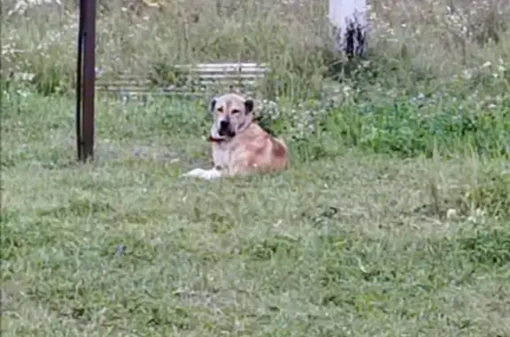 Собака найдена на Земляничной улице, 38 в Весёлом, Мостовское городское поселение