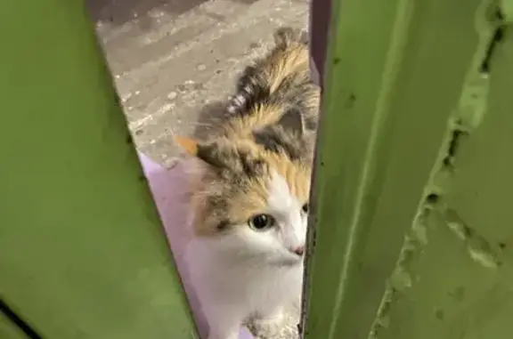 Найдена кошка на Молодёжном проспекте 4, Кемерово