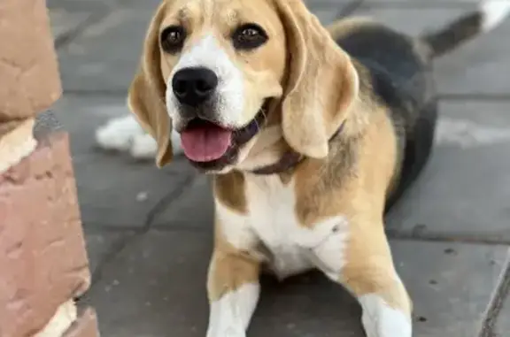 Собаки потеряшки, Ижевск, фото: Потеряшка собака породы бигль на ул. Солнечная, 23 в Ижевске