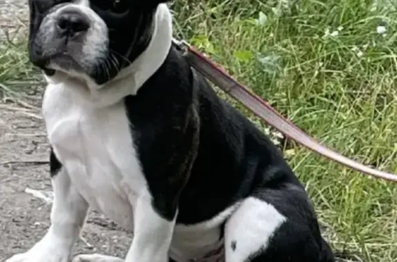 Пропала собака Французский бульдог в Качканаре