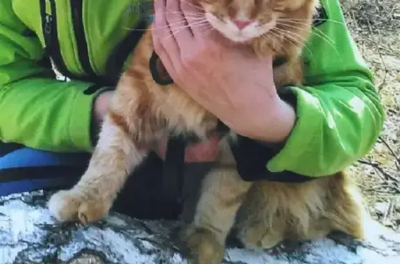 Пропала кошка Мейн Кун в Железногорске, Красноярский край