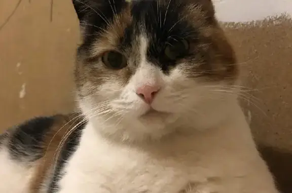 Потерянные животные Новосибирск, фото: Пропала кошка в Новосибирске на Тульской улице