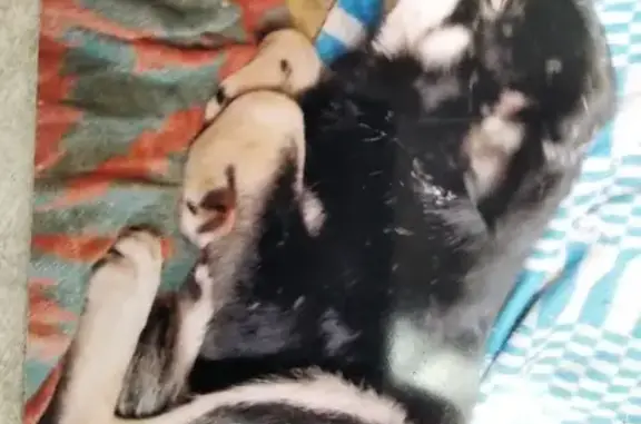 Пропала собака Черныш на улице Железнодорожной, 36, Кунгур