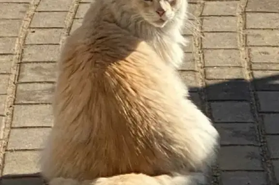 Пропала кошка мейн-кун, окрас персиковый, на улице Садовой Мурино, 60