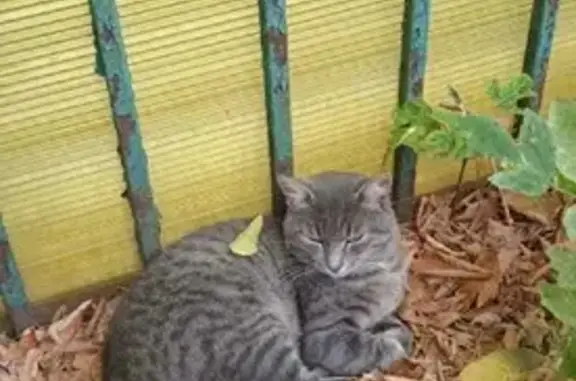 Найдена кошка в Тимирязевском р-не, контакты нашедшего