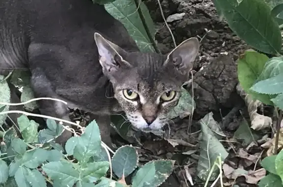 Найдена лысая кошка на Оломоуцкой, 27 мкр