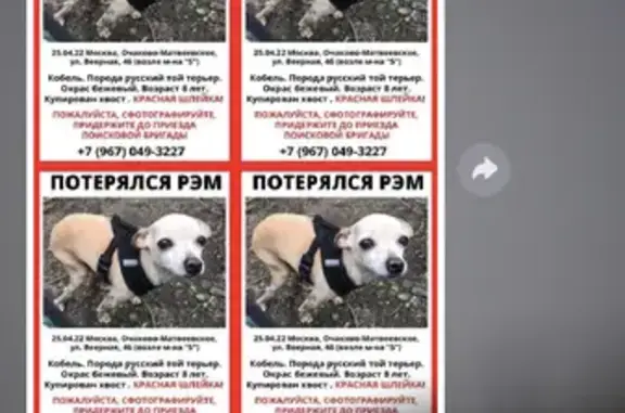 Собаки потеряшки, Москва, фото: Потеряшка собака РЭМ на Веерной улице, Москва