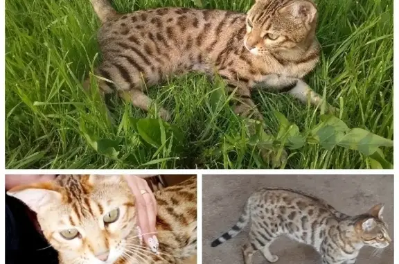 Пропала бенгальская кошка возрастом 5 лет в г. Барнаул, п. Южный, возможно украдена.