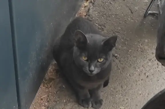 Найдена кошка в Москве (Выхино) - SOS