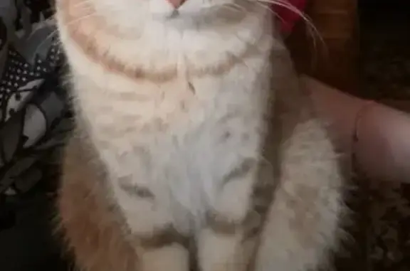 Кошки потеряшки, Санкт-Петербург, фото: Потеряшка кошка Оливия, Ланское шоссе 6, СПб