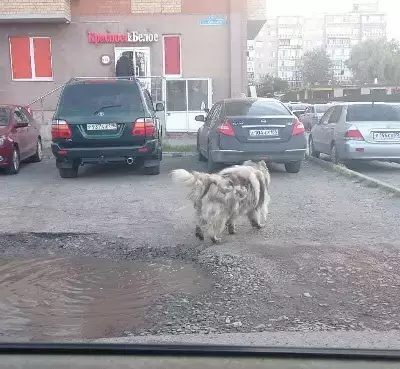 Собака найдена на Первомайской, 15 в Тюмени