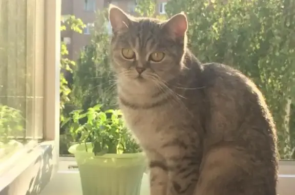 Пропала Британская кошка Бетти в Голицыно