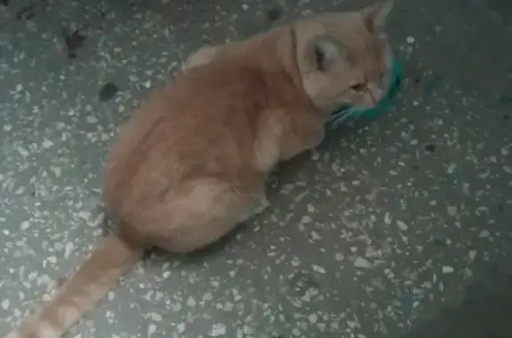 Найден кот на ул. Стара-Загора, 220, Самара