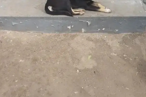 Собака на Туркестанской, 45 в Оренбурге.