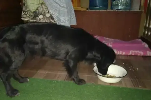 Найдена собака в районе Бездонного озера, ищут хозяев в Нижнем Тагиле